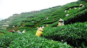 Shillong Tour Packages